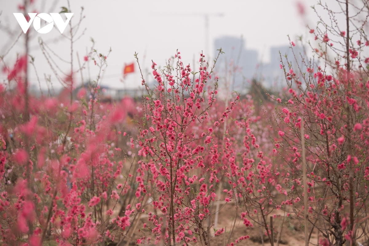 With warm weather this year in the buildup to the festive period, it creates the perfect conditions in which flowers can blossom.