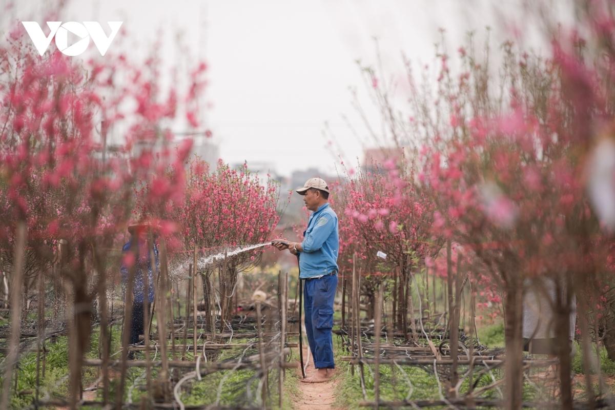 A gardener is busy taking care of peach blossoms in order to provide beautiful branches for customers.