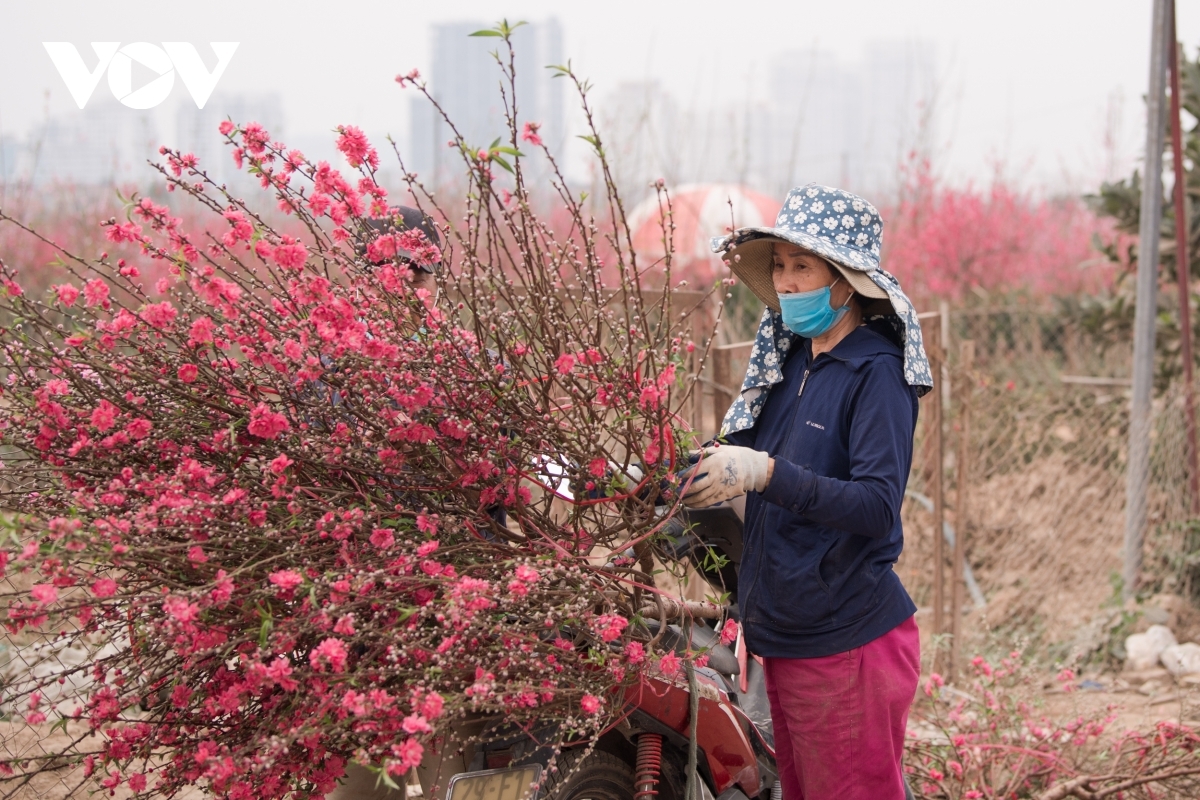 A gardener prepares peach trees in order to carry them to the market.