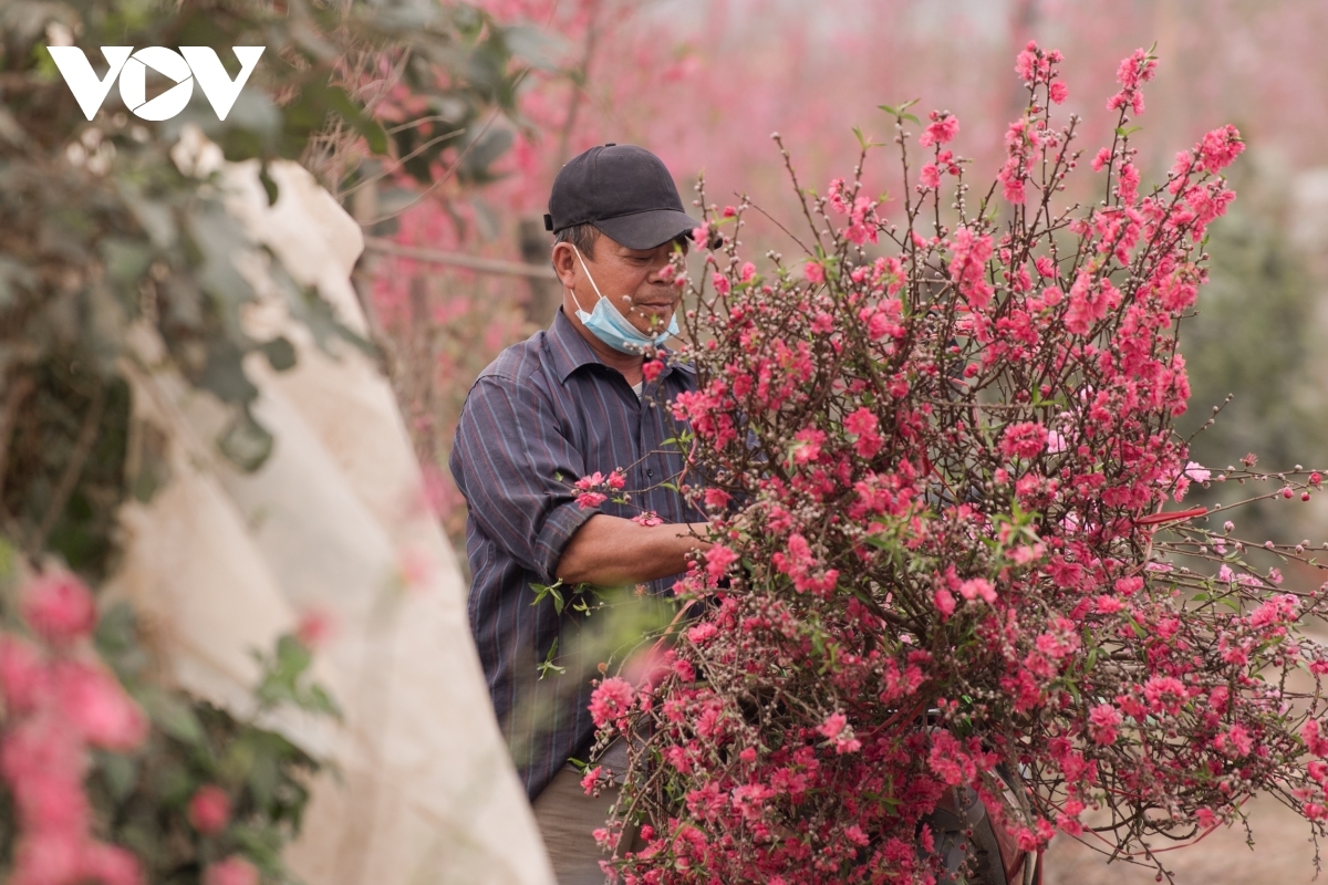 Local gardener Viet Hung says that whilst the peach trees are in full bloom due to the warm weather, they are also cheaper compared to previous years.