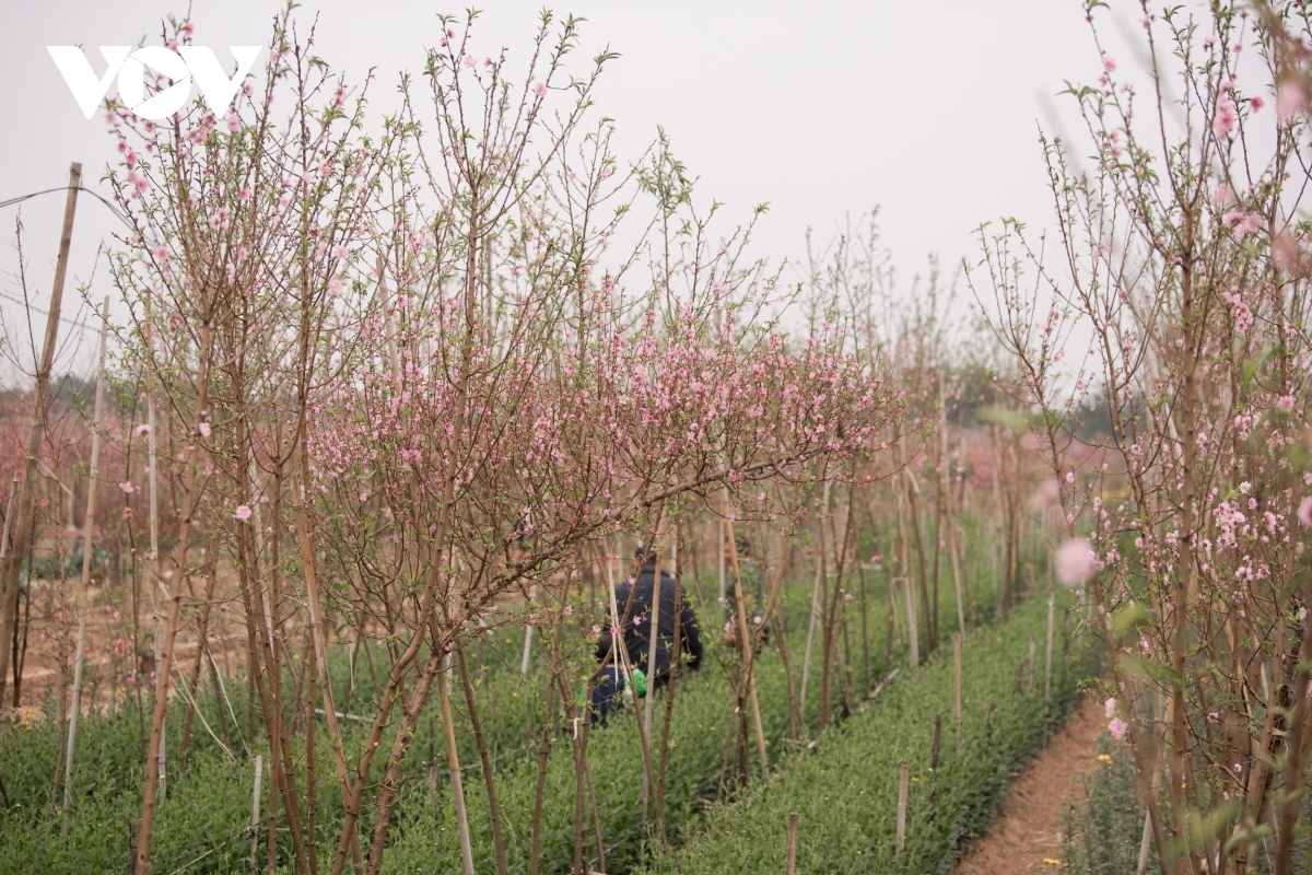 Peach branches typically cost between VND100,000 and VND300,000 each.