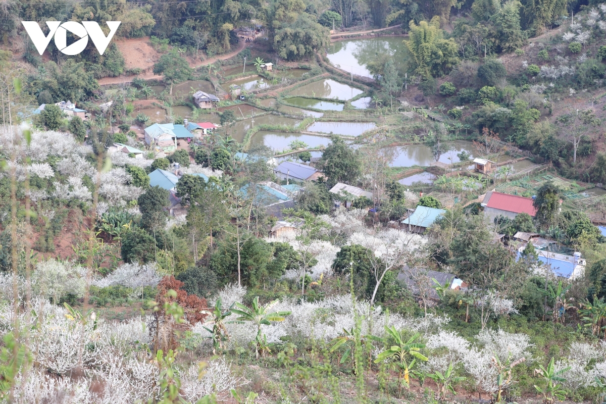 Visitors to Moc Chau Plateau are usually attracted by the beauty of the white plum blossoms growing in the wild.