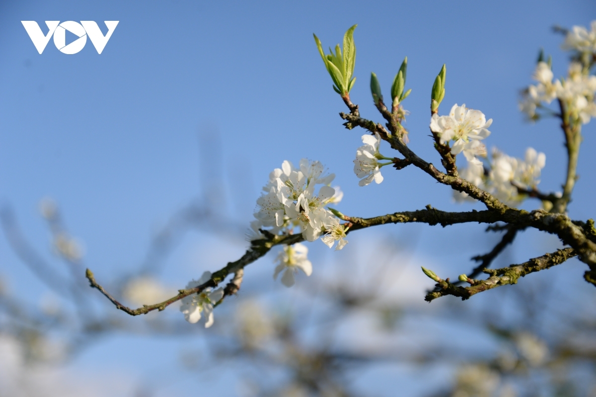 The blossoming of plum flowers signals the start of the spring.