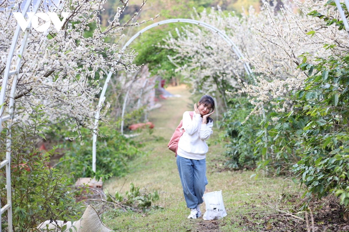 Due to their incredible beauty, many places throughout the area with plum blossoms become a top check-in spot for visitors seeking memorable photos and experiences.