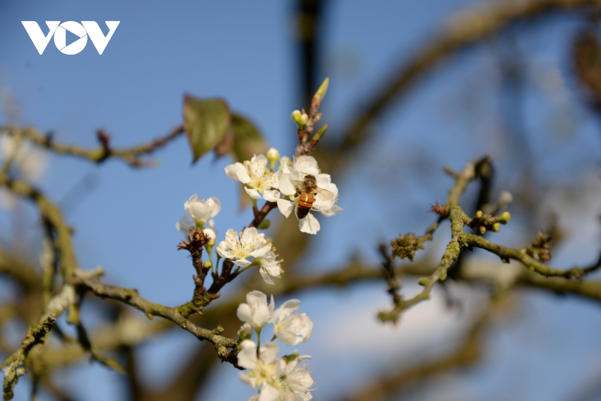 Plum blossoms can be seen in Moc Chau Plateau from late January to mid-February.