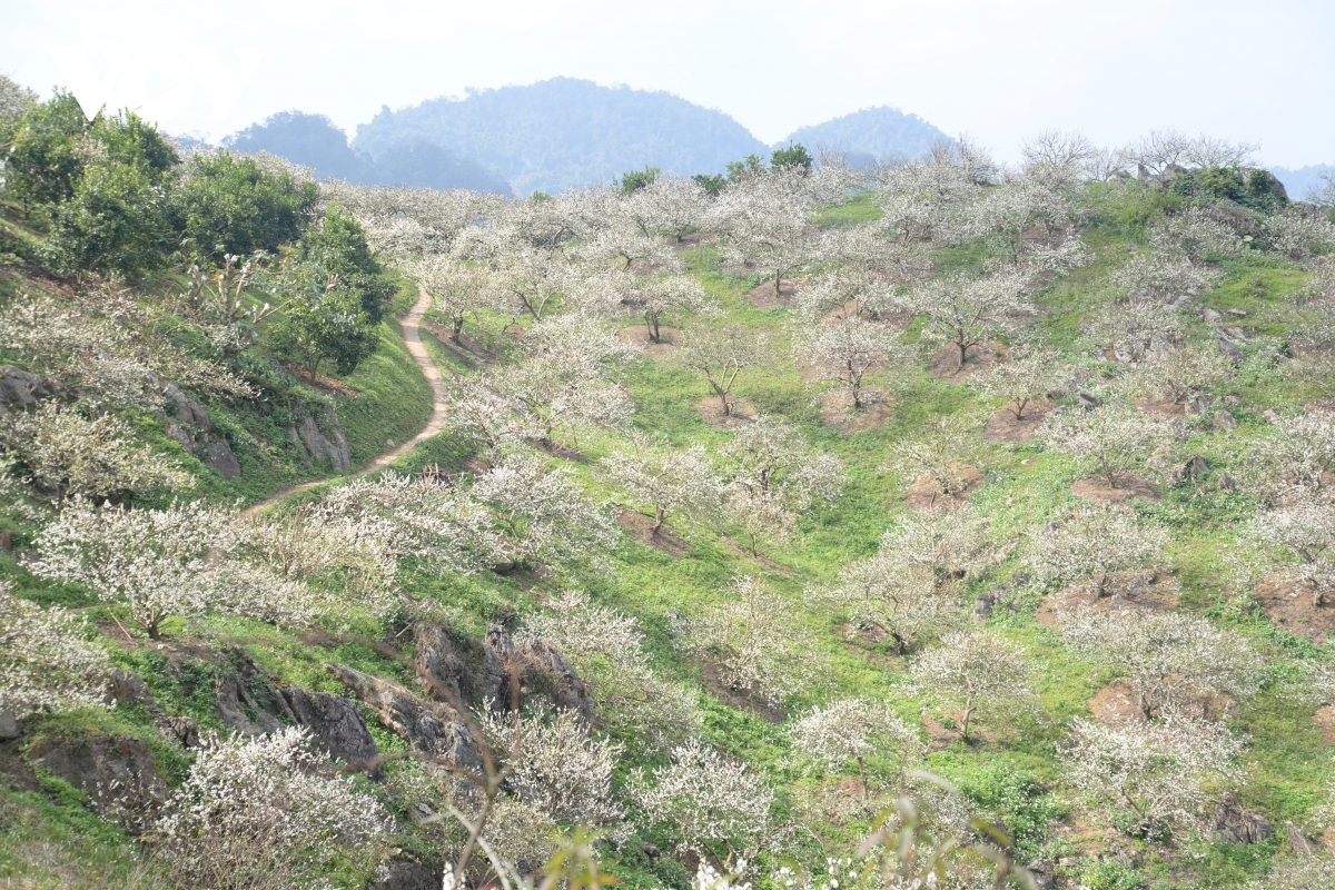 The region is adorned with fresh white colour of plum flowers ahead of the Lunar New Year, known locally as Tet.