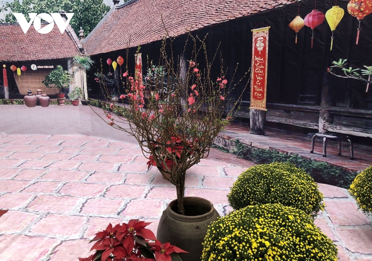 An array of peach trees, calligraphic works, kumquat trees, and daisy flowers feature in the space, helping revitalise the space of an old house in Hanoi celebrating Tet.