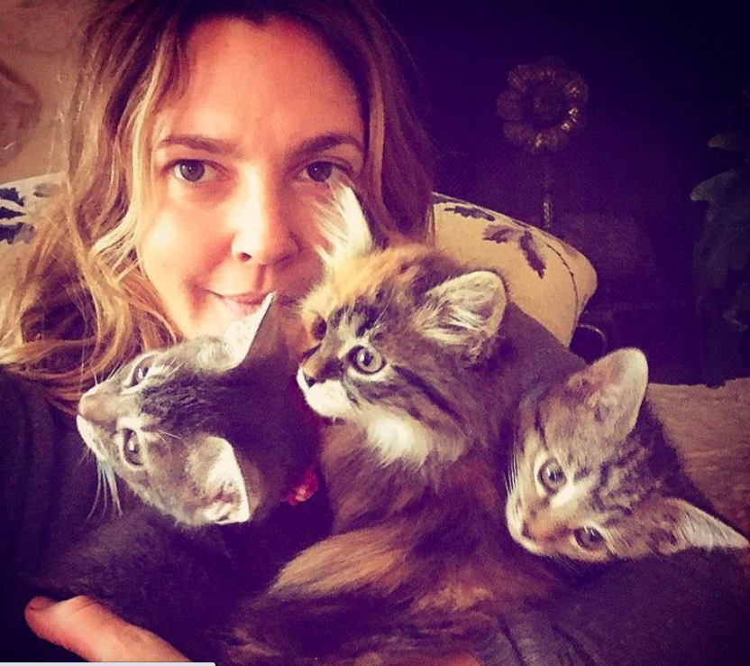 Drew Barrymore âu yếm gọi 3 chú mèo của mình là con gái.