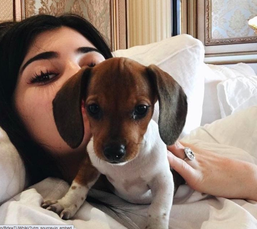 Penny là chú chó bé bỏng, đáng yêu của Kylie Jenner.