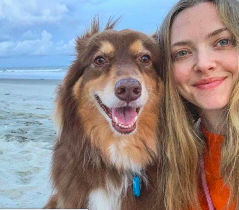Nữ diễn viên xinh đẹp Amanda cười rạng rỡ bên chú chó Finn Seyfried.