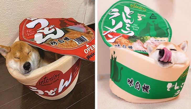 Giường hình tô mỳ ramen độc đáo cho thú cưng.