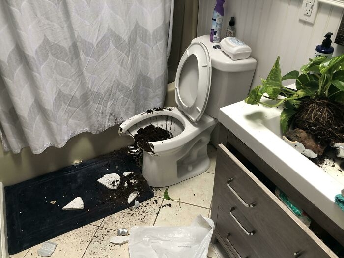 Hậu quả khi một cái cây rơi trúng bồn vệ sinh.