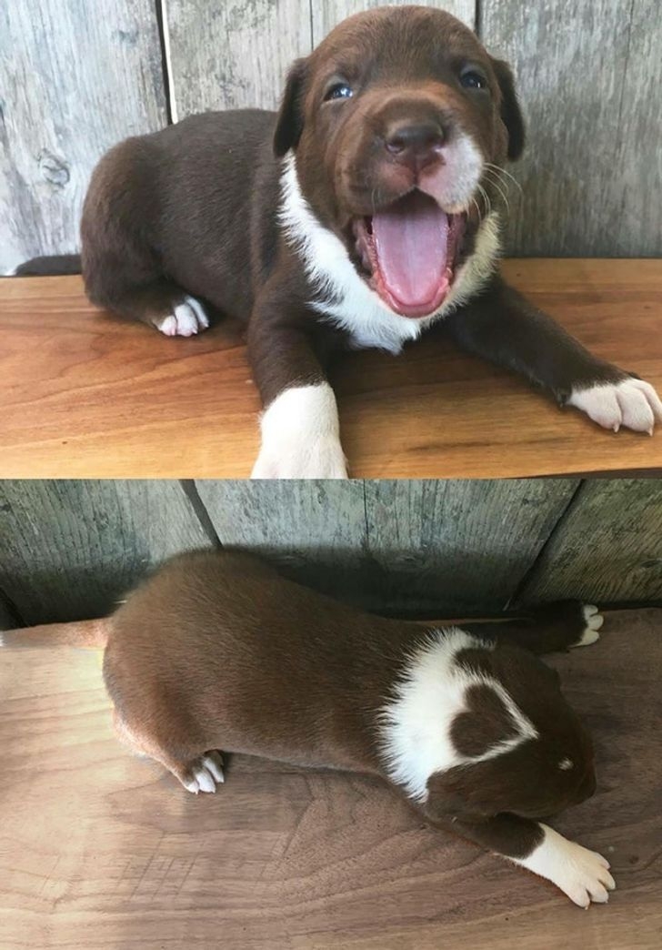 Sự đáng yêu của tự nhiên./.