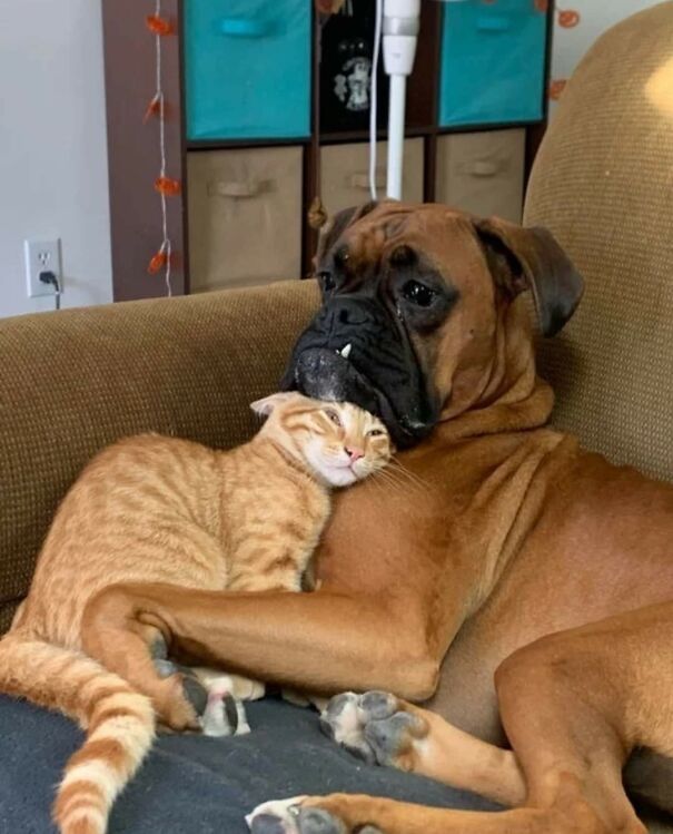 Yêu nhau lắm, cắn nhau đau./.