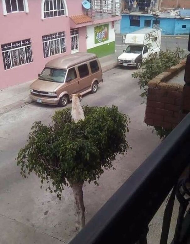 Không hiểu làm sao chú chó này lại leo lên cây được.
