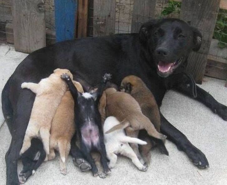 Biết "bố" chúng nó có màu lông nào rồi nhé./.