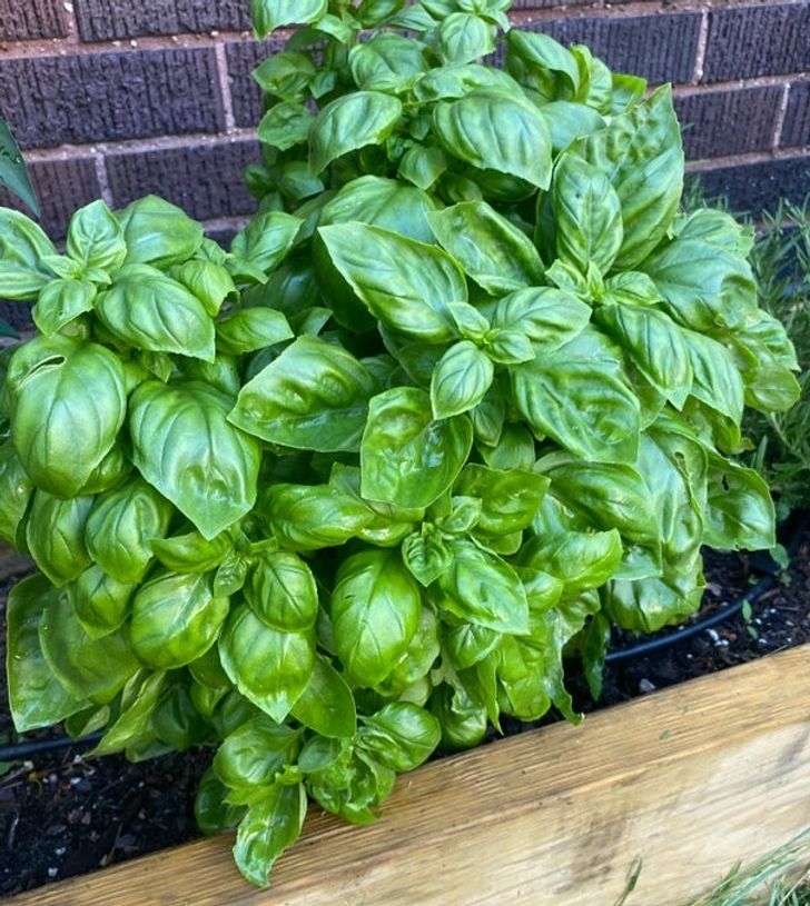 Mùi của húng quế giúp xua đuổi bọ. Lá của nó có 4 hợp chất xua đuổi, và bạn chỉ cần chà xát chúng để mùi hương tỏa ra. Đặt một ít húng quế trên bệ cửa sổ của bạn để ngăn muỗi xâm nhập vào nhà của bạn.