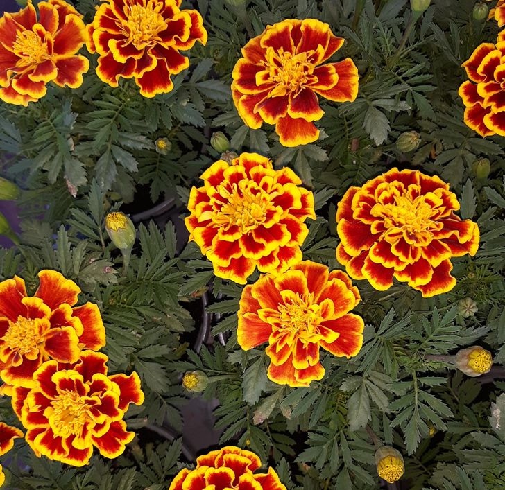 Giống như hoa cúc, cúc vạn thọ cũng có pyrethrin trong chúng và có thể được sử dụng cho mục đích xua đuổi côn trùng. Trộn một ít hoa cúc vạn thọ và nước rồi để hỗn hợp 2 ngày ở nơi tối, mát, thỉnh thoảng lắc. Sau đó, dùng khăn để lọc và lấy chất lỏng ra ngoài. Cho chất lỏng vào bình xịt và sẵn sàng sử dụng.