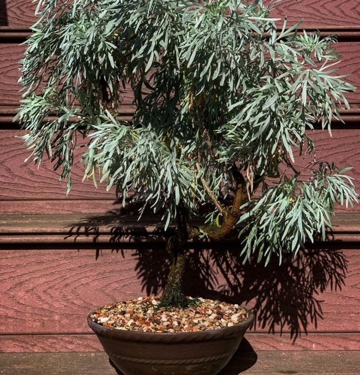 Nếu bạn nuôi chó hoặc mèo, cây ngải cứu là một loại cây tốt. Nó được biết đến với vai trò kiểm soát bọ chét tự nhiên và bạn có thể phun nước của loại cây này lên những người bạn có lông và đồ đạc của mình. Nhưng lưu ý không sử dụng quá liều lượng vì mùi có thể rất mạnh đối với động vật.