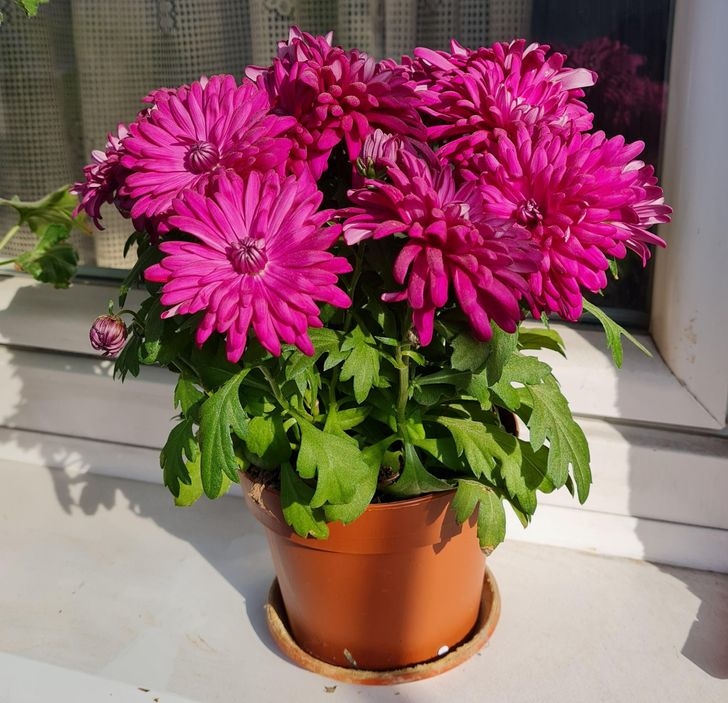 Hoa cúc không chỉ đẹp mà còn được dùng như một loại thuốc đuổi sâu bọ tuyệt vời. Chúng tạo ra một chất gọi là pyrethrin, chất mà côn trùng không thích. Bạn có thể trồng hoa cúc bên cạnh các loại cây khác như một hình thức kiểm soát côn trùng hoặc hái hoa cho vào nước nóng rồi rắc lên quần áo hoặc bề mặt để xua đuổi muỗi.