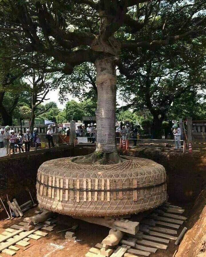 Khi mở đường, thay vì chặt cây, người Nhật rất tốn công để di chuyển cây đến chỗ khác.