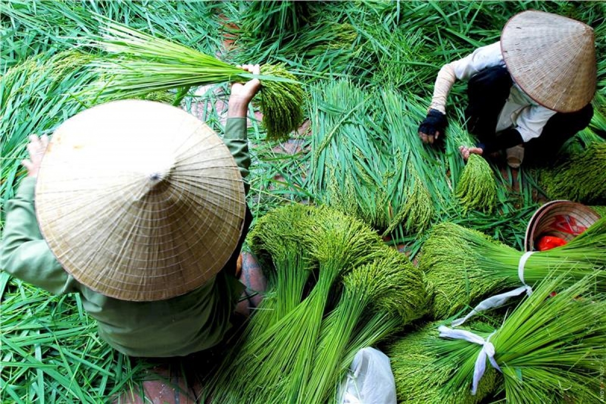 Thóc nếp được chọn lựa kỹ càng để làm cốm