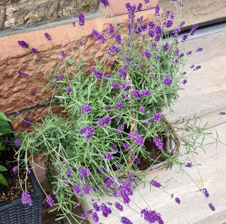 Hoa oải hương có chứa một hợp chất gọi là linalool, một loại thuốc trừ bọ chét, ruồi giấm và gián. Bạn có thể lấy một nắm lá oải hương, cho vào bình xịt chứa nước rồi xịt lên da và đồ đạc.