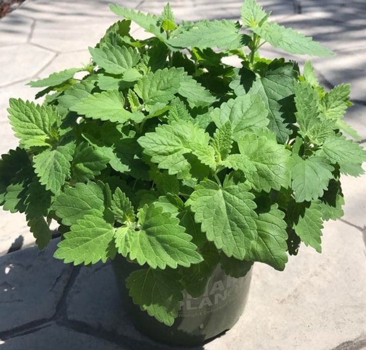 Mặc dù mèo có thể thích bạc hà mèo, nhưng muỗi lại ghét nó. Loại cây này thải ra chất nepetalactone có khả năng xua đuổi rất hiệu quả. Chỉ cần để cây bạc hà mèo trong vườn hoặc trong nhà và chứng kiến ​​hiệu quả.