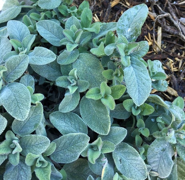 Cây xô thơm có một hợp chất tự nhiên gọi là caryophyllene có thể xua đuổi muỗi và bọ. Nó phát huy hiệu quả tốt hơn khi gặp nhiệt độ cao, vì vậy bạn có thể ném một vài nhánh của loại thảo mộc này vào lửa và nói lời tạm biệt với côn trùng.