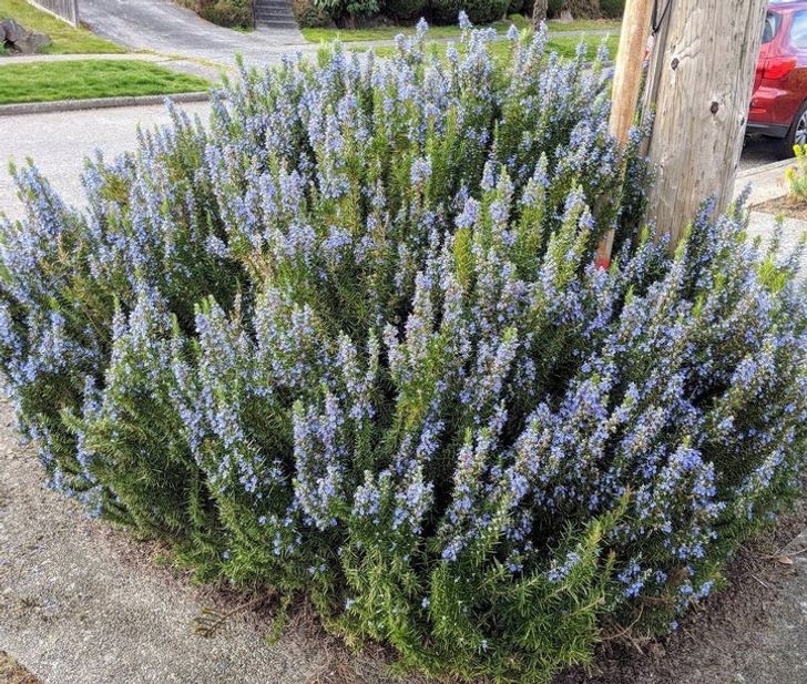 Cho dù để nấu ăn hay trang trí, có một cây hương thảo trong nhà của bạn luôn là một ý tưởng hay. Và để tận dụng được nhiều hơn nữa, những bông hoa của nó có sức mạnh để  xua đuổi bất kỳ con muỗi nào trên đường đi của bạn. Chỉ cần cho hương thảo khô vào một lít nước, đun sôi, để nguội và cho hỗn hợp vào bình xịt. Bạn có thể xịt trực tiếp lên da hoặc vật nuôi của mình.