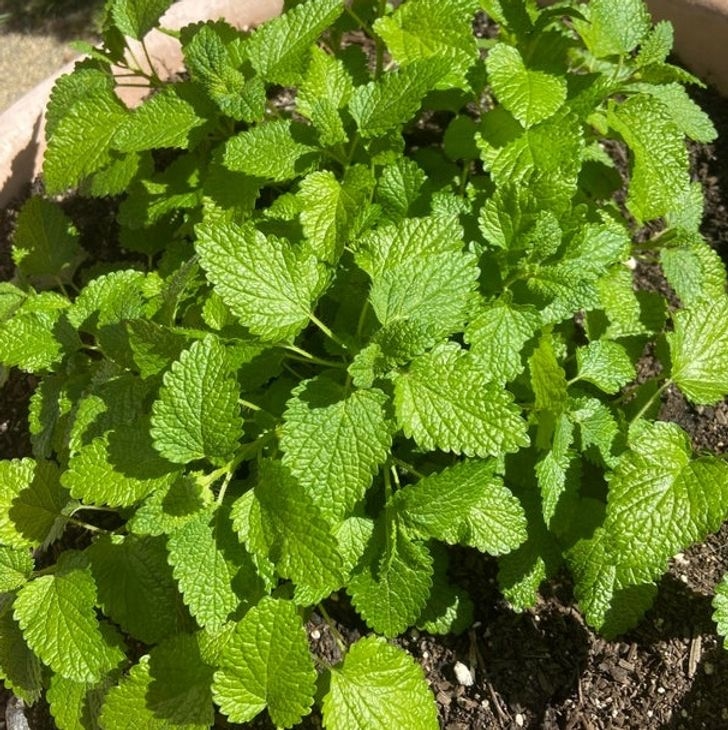 Tía tô đất có mùi thơm nhờ hợp chất citronellal mà nó có - nhưng những con bọ không thích mùi thơm này cho lắm. Bạn chỉ cần giã nát lá của nó để mùi hương có thể trở nên mạnh hơn, sau đó thoa chúng lên da của bạn để xua đuổi muỗi và bọ.