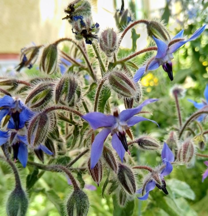 Nếu bạn trồng cà chua hoặc cải bắp trong vườn của mình, cây hàn the có thể là người bạn tốt nhất của chúng. Bạn có thể đặt cây hàn the bên cạnh những cây rau của mình, vì chúng có thể xua đuổi côn trùng có hại và sâu sừng.