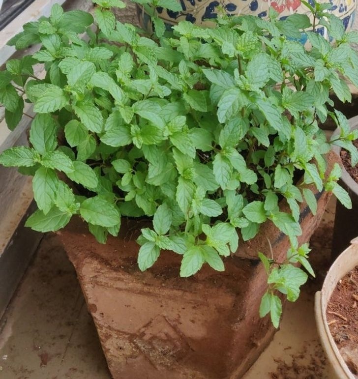 Bạc hà thường được sử dụng cho mục đích ẩm thực, nhưng nó cũng có thể làm nên điều kỳ diệu khi ngăn kiến ​​xâm nhập vào nhà của bạn. Chỉ cần rắc một ít bạc hà vào bất cứ nơi nào bạn tìm thấy kiến ​​và chúng sẽ bỏ đi. Mùi hương mạnh mẽ mà loài cây này tỏa ra sẽ xua đuổi mọi loài bọ không mong muốn. 