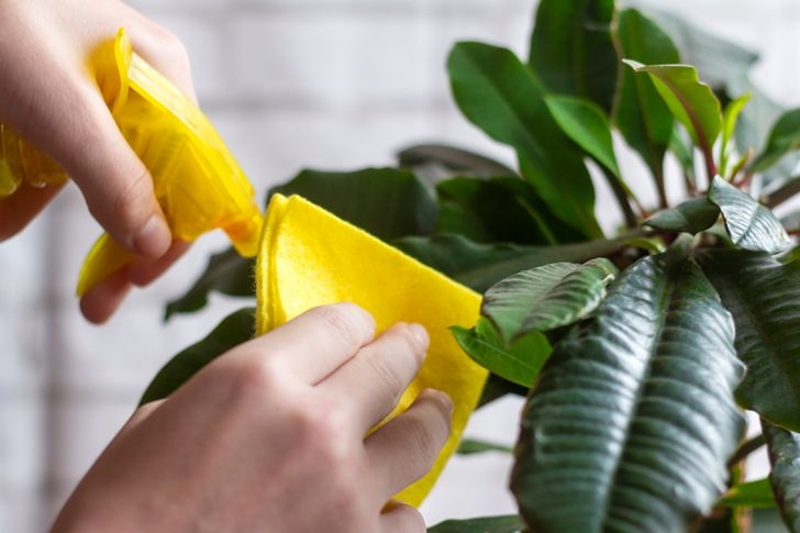 Cây xanh mặc dù được khá ưa chuộng trong trang trí nhà cửa nhưng lại tích tụ rất nhiều bụi bẩn. Ngay cả khi chậu cây được giữ sạch thì nhiều bụi bẩn vẫn bám lại trên lá. Bụi bám trên lá cũng có thể ảnh hưởng đến quá trình quang hợp. Bởi vậy, cần thường xuyên lau lá cây để không khí trong căn hộ luôn trong lành.