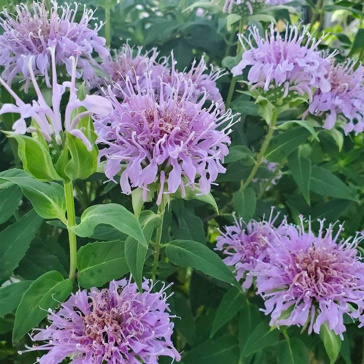 Cây dầu dưỡng ong hay còn được gọi là Bee Balm, thu hút chim ruồi và ong, nhưng rễ của nó cũng có vai trò quan trọng như một loại thuốc trừ sâu. Chúng chứa thymol, có thể ngăn chặn các loài gây hại dưới lòng đất.