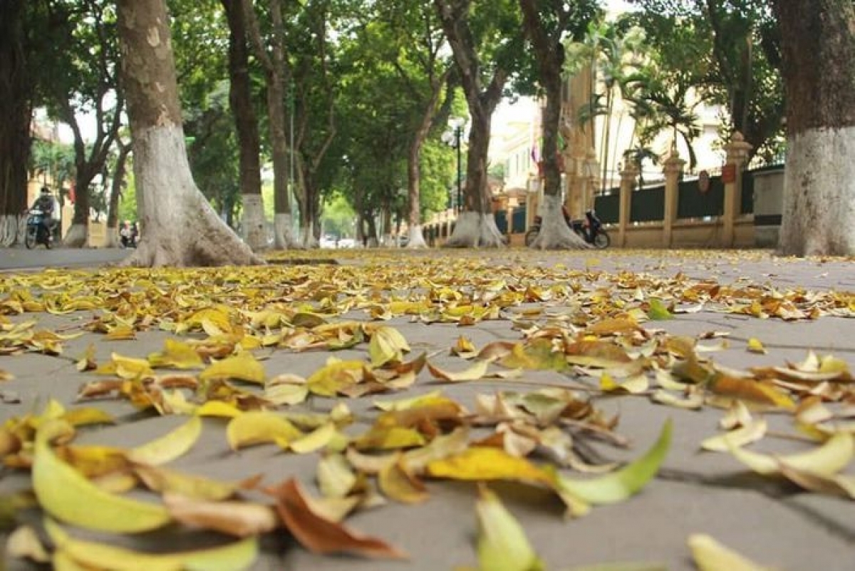 Vẻ đẹp trong mùa sấu rụng lá.