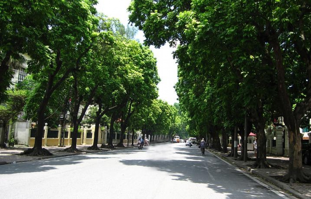 Những cây sấu mang cả bầu trời ký ức của người dân Hà Nội.