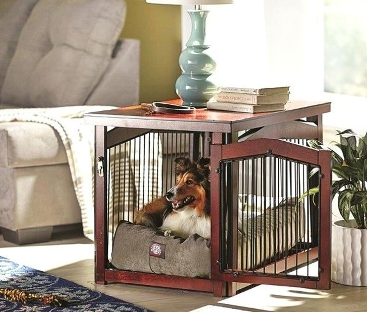 Thiết bị hai trong một hoàn hảo cho cả thú cưng lẫn chủ nhân.