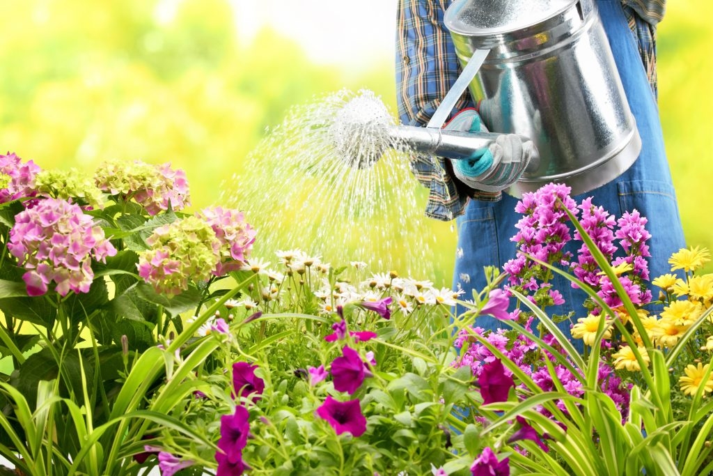 Hãy thử sử dụng nước vo gạo để tưới cây và hoa xem sao? Trong nước vo gạo có chứa rất nhiều chất dinh dưỡng và nếu chúng ta tưới cây thường xuyên nó sẽ có thể giúp nuôi dưỡng lá và hoa phát triển mạnh. Từ những gì đã từng khô héo và chóng mặt, nó trở nên sống động hơn. 