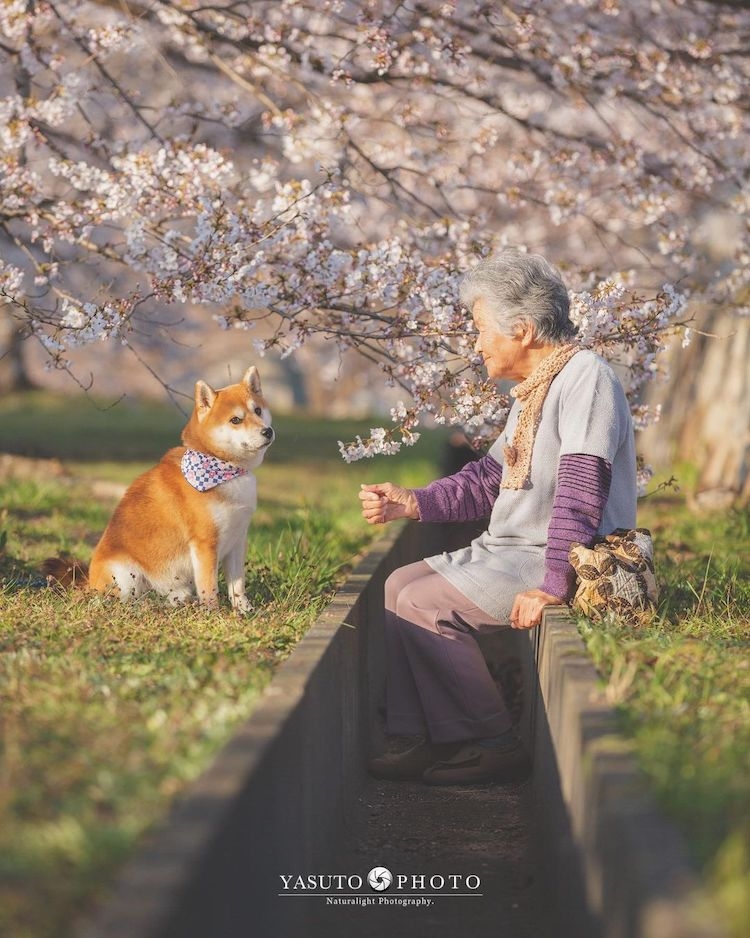 Với bà, chú chó đã giúp khỏa lấp đi những nỗi buồn, sự cô đơn từ ngày chồng bà qua đời.