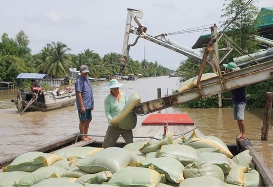 Hoạt động thu mua thóc lúa, vận chuyển xuống ghe để vận chuyển theo đường kênh rạch về kho, cảng tại ĐBSCL.