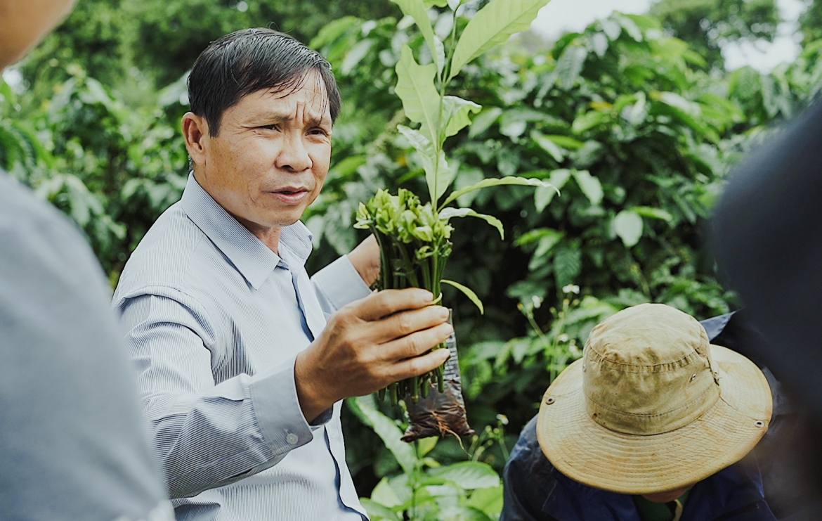 Chuyên gia giới thiệu cách ghép chồi cây cà phê cho du khách. Nguồn: Phạm Hoài Nguyên Anh