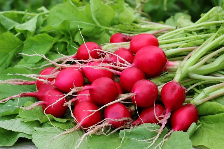 Củ cải có thể trồng trong các thùng chứa hoặc các luống vườn, có thể thu hoạch chỉ sau 20 ngày. Chỉ cần đảm bảo giữ ẩm cho đất và lưu ý đến khoảng cách thích hợp để vãi hạt.