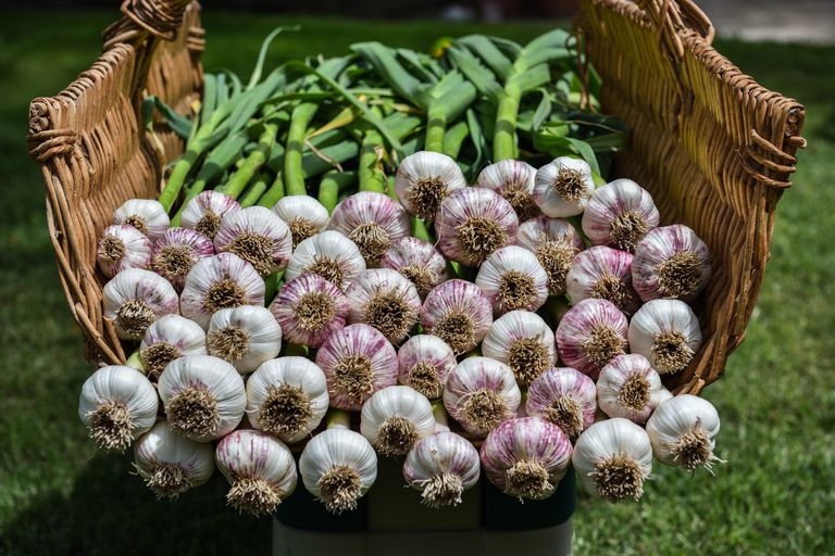 Tháng 9 mùa thu cũng là thời điểm để trồng tỏi, loại củ có nhiều ích lợi cho sức khỏe con người.