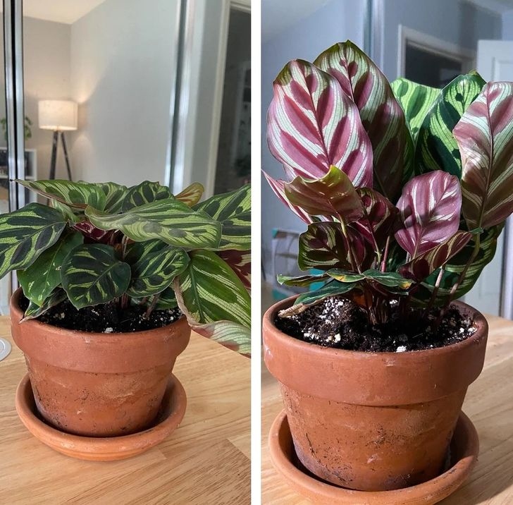 Cây Calathea: Loại cây này không cần nhiều ánh sáng và phát triển tốt ở vùng đất ẩm. 
