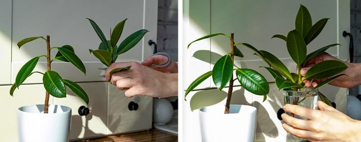 Cây cao su ưa sáng, nhưng không phải ánh nắng trực tiếp. Những cây này cần tưới nước thường xuyên để giữ cho đất ẩm nhưng cần đảm bảo không bị sũng nước. 