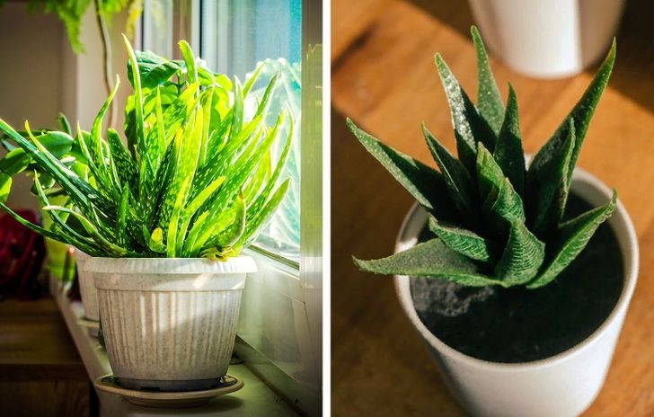 Cây nha đam phát triển tốt khi bạn tưới nước thường xuyên.