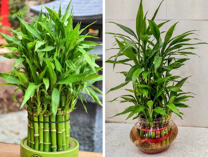 Cây trúc phát tài rất nhạy cảm với các hóa chất thường có trong nước máy, vì vậy tốt nhất bạn nên tưới bằng nước cất.