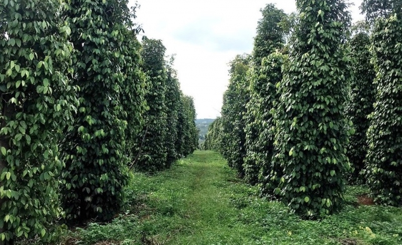 Hồ tiêu hữu cơ của HTX Hoàng Nguyên (Đăk Song) mỗi năm xuất khẩu sang EU hàng trăm tấn.