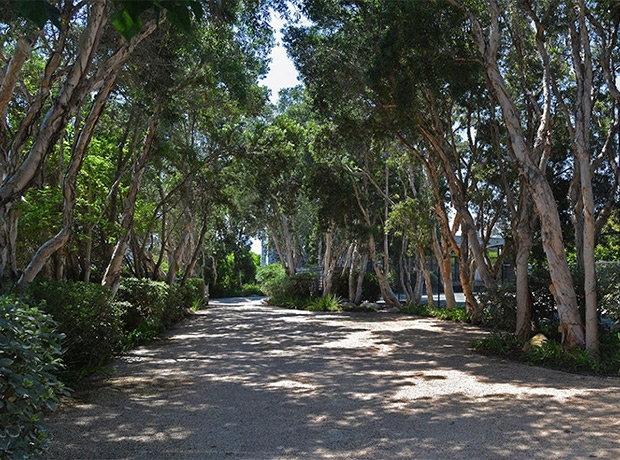 Con đường có tán cây bạch đàn thơm mát dẫn vào ngôi nhà của MC nổi tiếng người Mỹ.